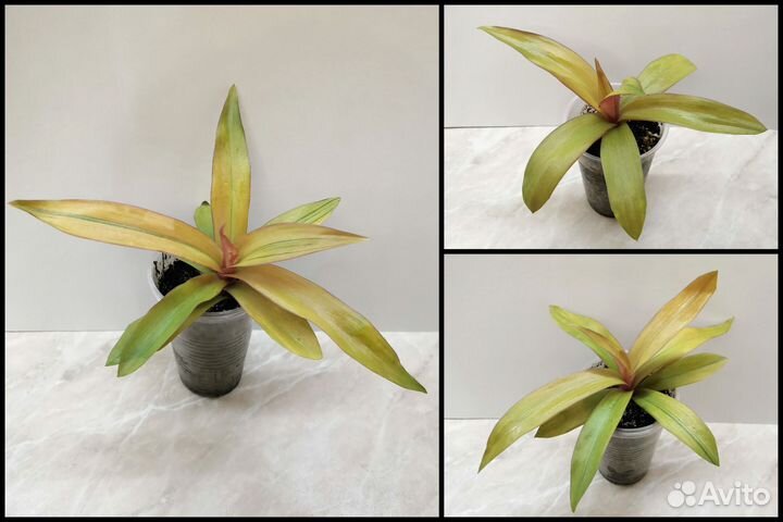 Традесканция Рео Ситара Голд