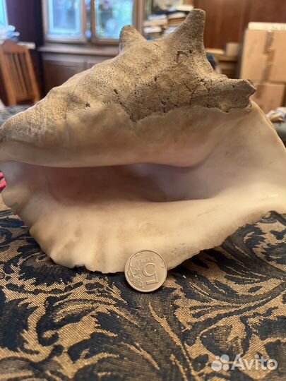 Ракушка огромная и Сахарские розы