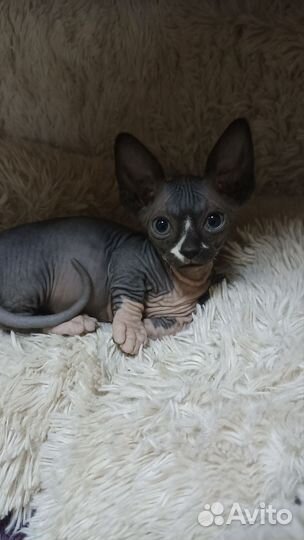 Канадский сфинкс