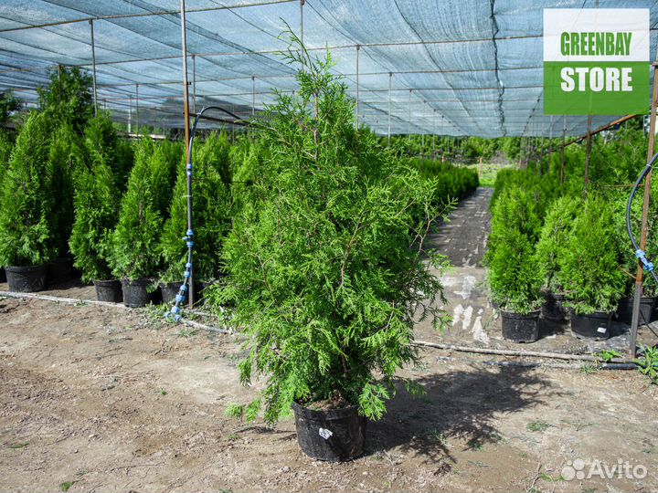Туи брабант 1,2 м свежая копка 2023