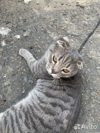 Британский кот вязка