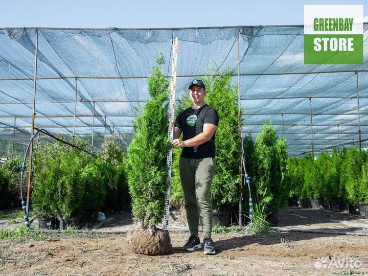 Туи колумна 1,6 м свежая копка 2023