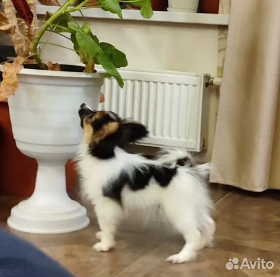 Щенки папийона