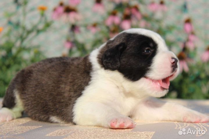 Очаровательные красавцы