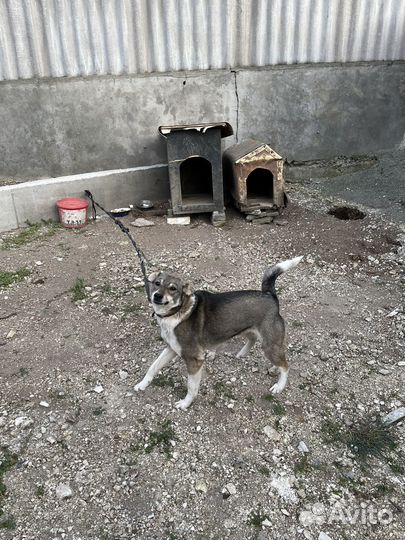 Девочка-собачка ищет дом