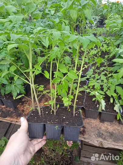Рассада помидор и перцев баклажанов