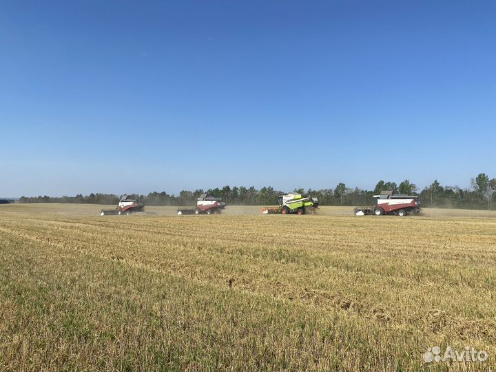 Уборка урожая подсолнечника, сои, лен.2023