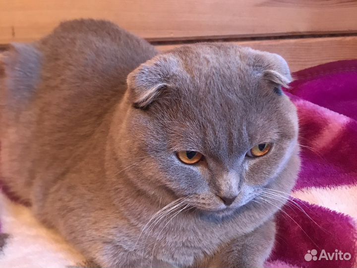 Шотландский кот вязка