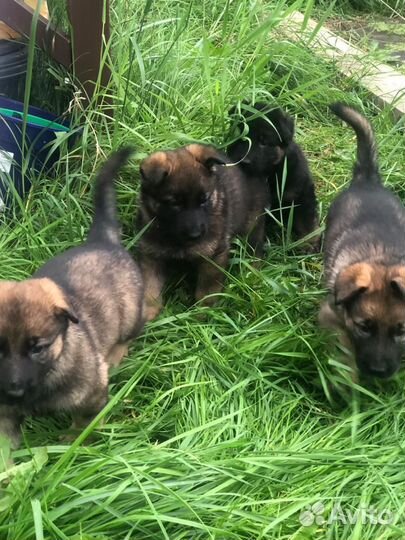 Немецкая овчарка