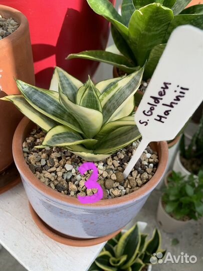 Сансевиерии разные