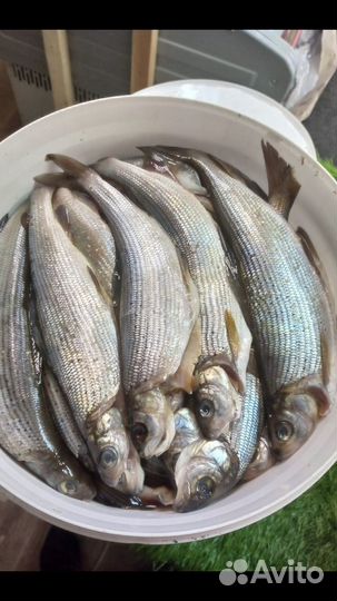 Хариус оптом