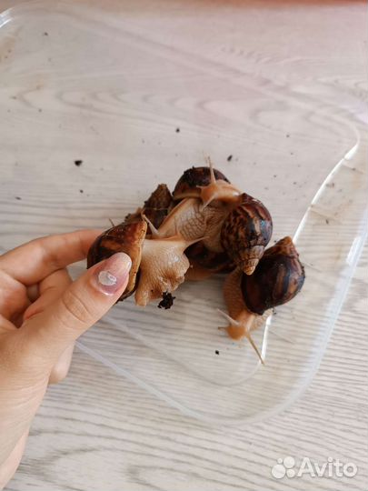 Улитки ахатины