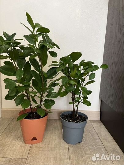 Фикусы сортовые