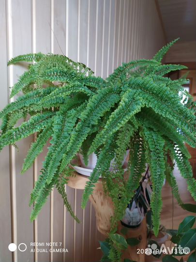 Декоративный коротколистный папоротник