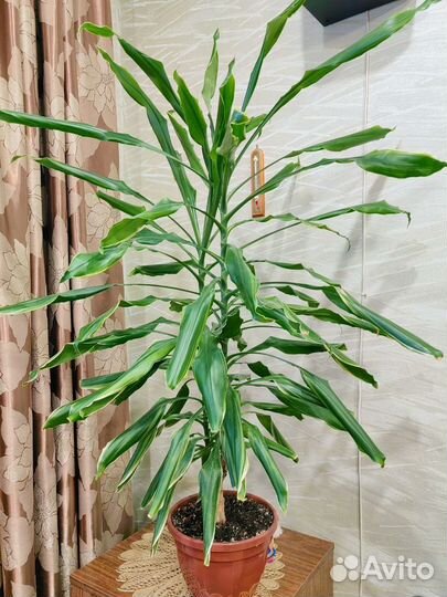 Драцена душистая