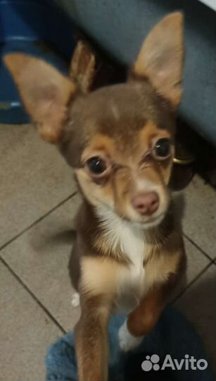 Помесь чихуахуа