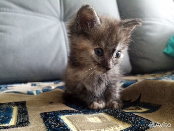 Кошка в дар бесплатно