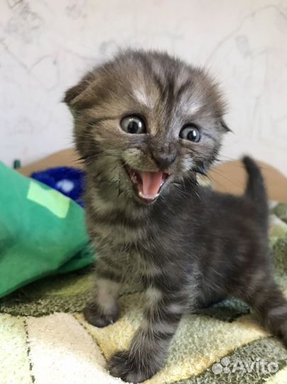 Шотландские котята