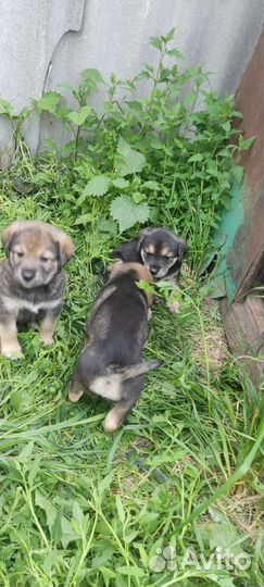 Собаки, отдадим в добрые руки