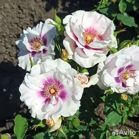 Кусты роз оптом и в розницу