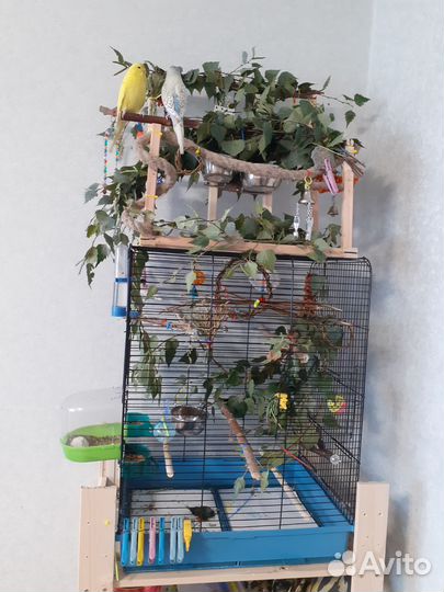 Большая Клетка