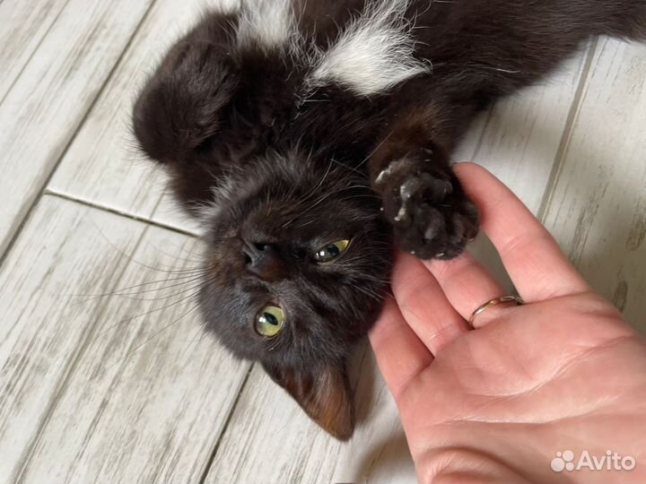 Кошка