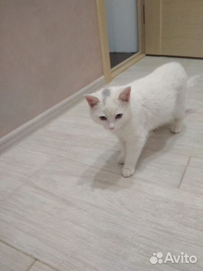 Отдам кота в добрые руки