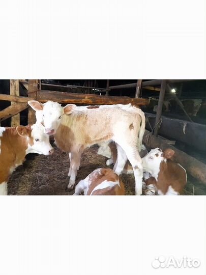 Телята симменталы