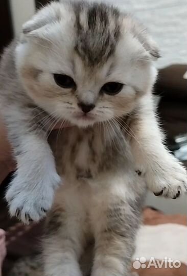 Шотландские котята