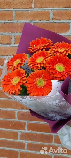 Цветы гербера