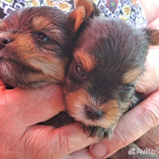 Йоркширский терьер щенки