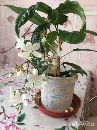 Укорененые черенки клеродендрумов