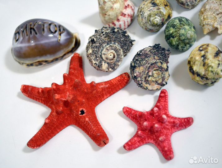 Морские ракушки 60 шт + 2 морские звезды