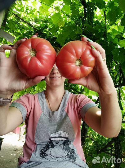 Помидоры домашние