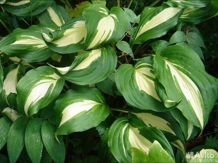 Хосты-королевы тенистого сада