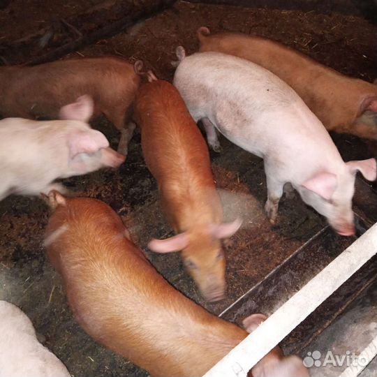 Поросенок дюрок