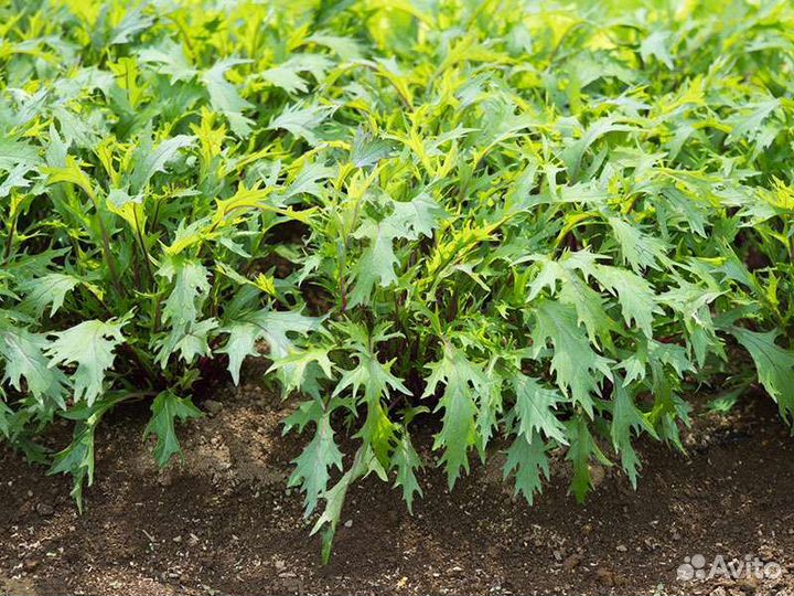 Семена капусты мизуна