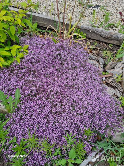 Многолетние цветы, почвопокровные