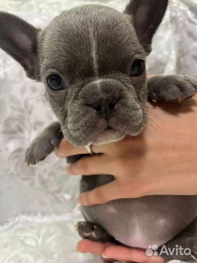 Французский бульдог