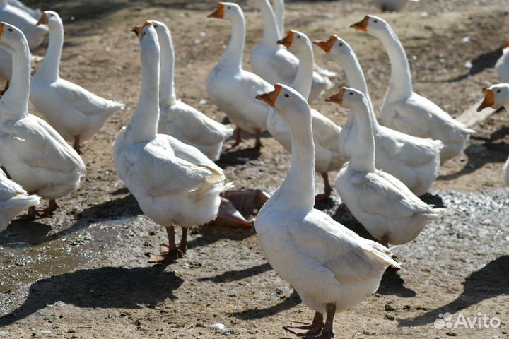 Гусята Гуси породы Линда