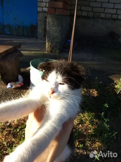 Вислоухий котенок