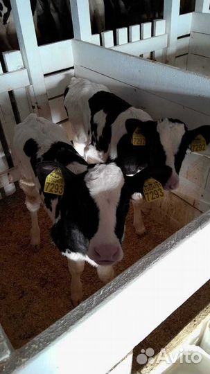 Телята бычки породистые быстрая доставка