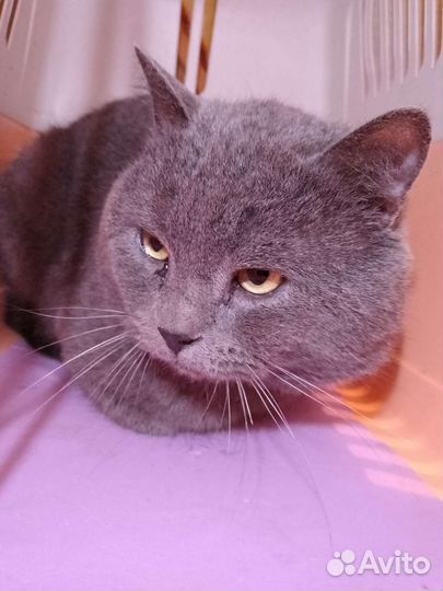 Найден молодой котик- британец. Дениска ищет дом