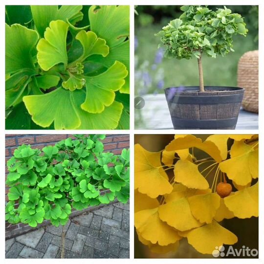 Гинкго билоба