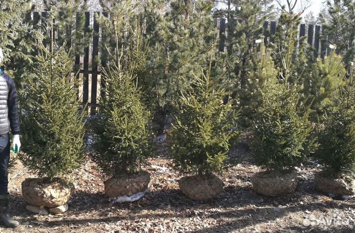 Саженцы сибирской ели экстра класс