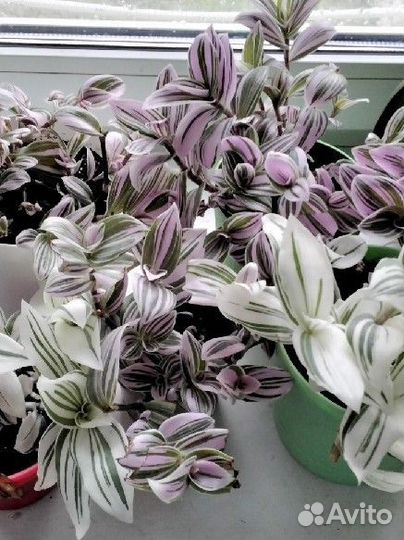 Много сортовых традэесканций