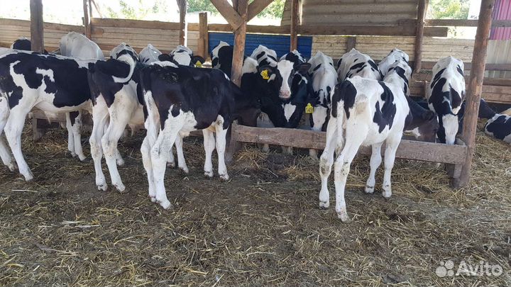 Телята Бычки