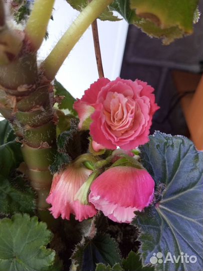 Росточки вечноцветущей Бегонии