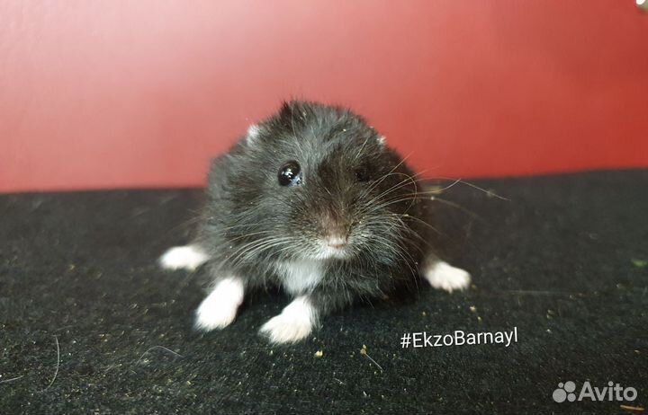 Джунгарский хомяк