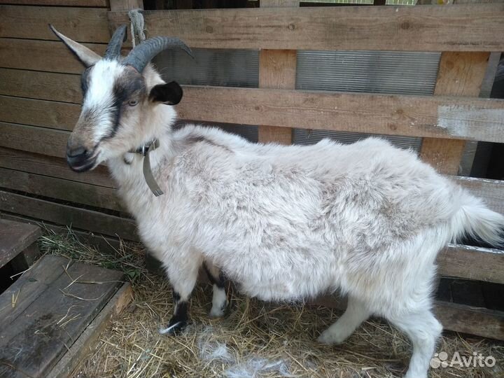Продам отличных коз